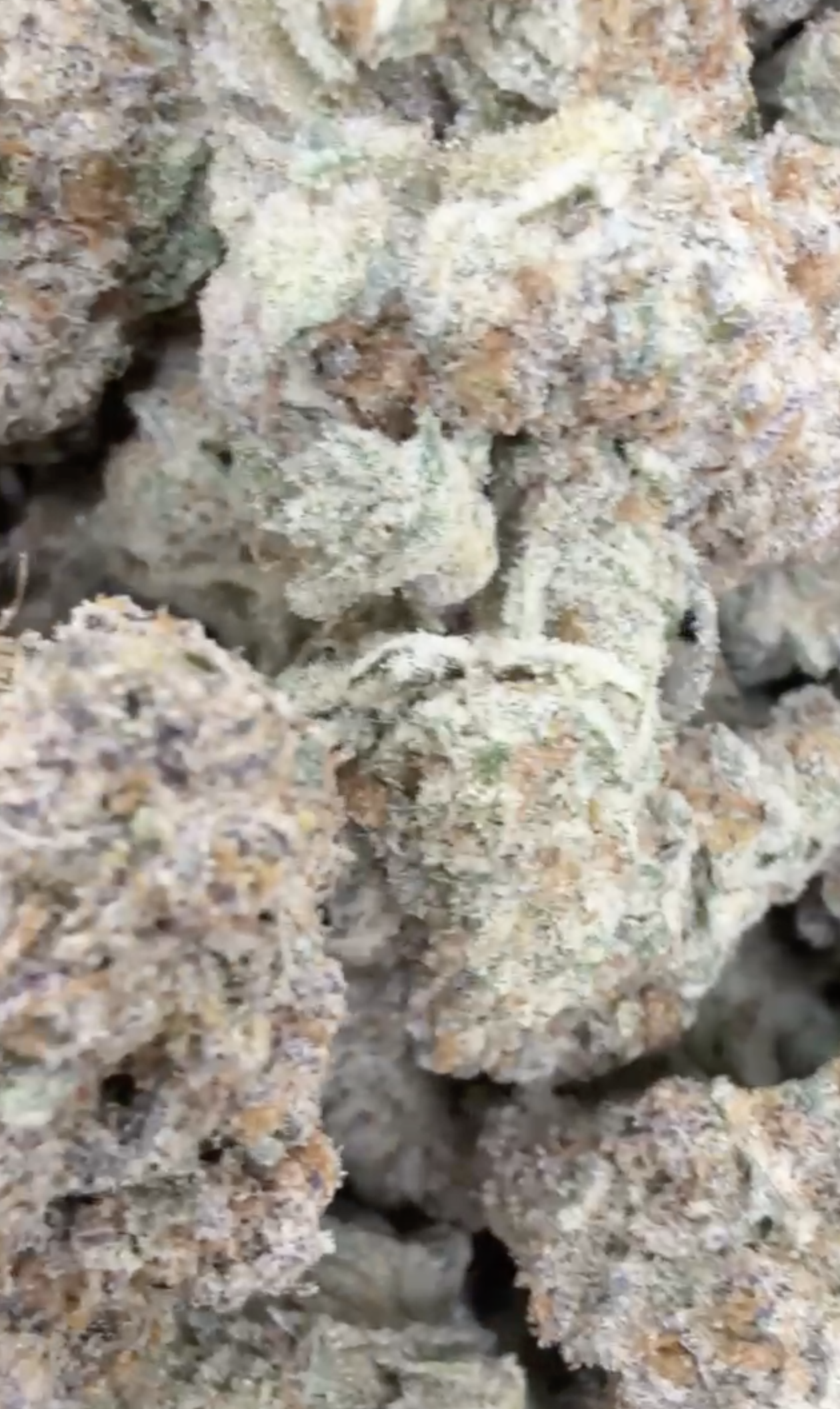 picture of strain name